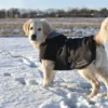 Rehab Softshell Hundedecke