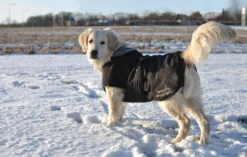Rehab Softshell Hundedecke