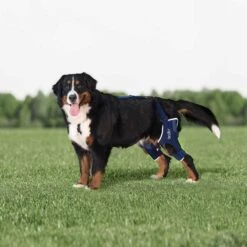 Tierarzt24Rehab-Orthese BT Jump Links