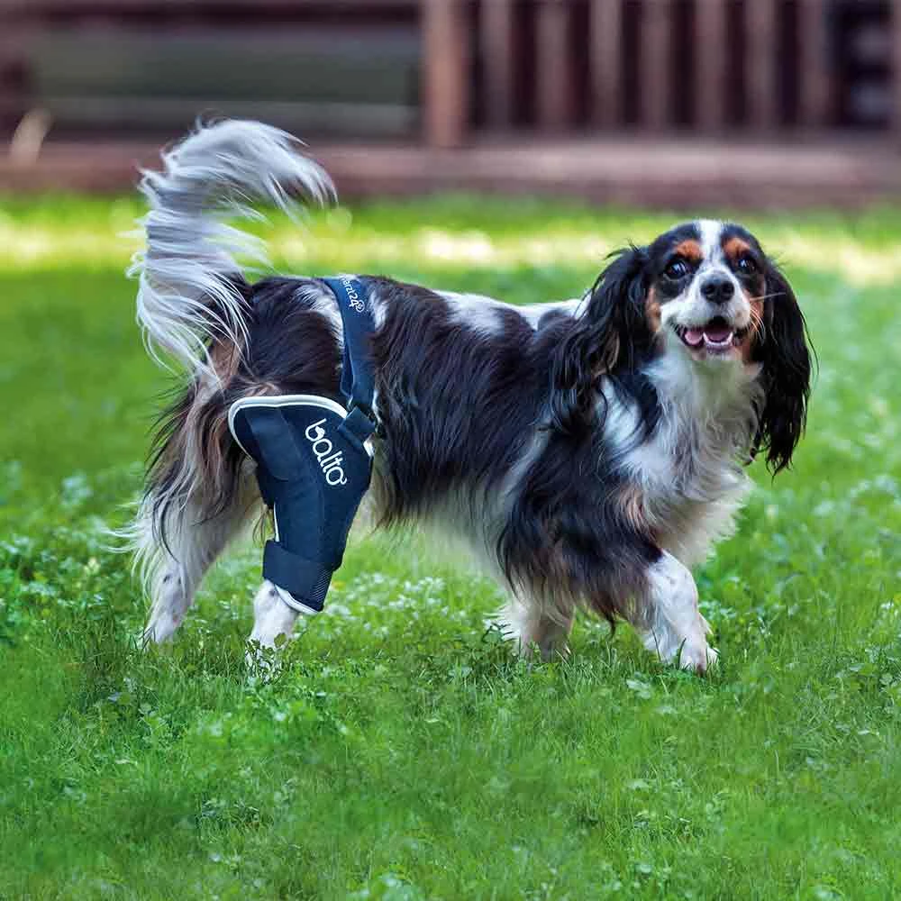 Tierarzt24 Rehab-Orthese BT Jump Rechts