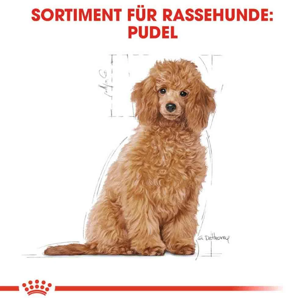 Royal Canin Poodle Puppy Welpenfutter – Bild 6