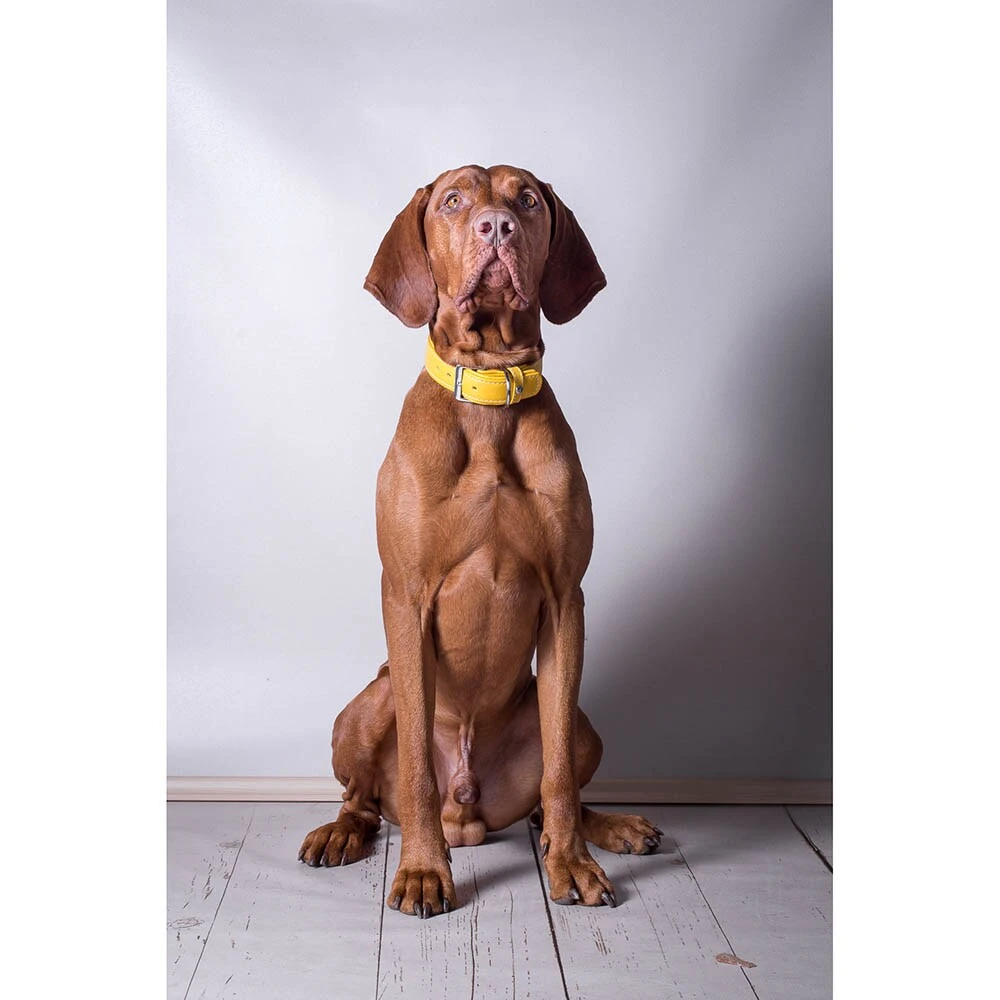 Das Lederband Barcelona Halsband Vibrant-Yellow â Bild 4