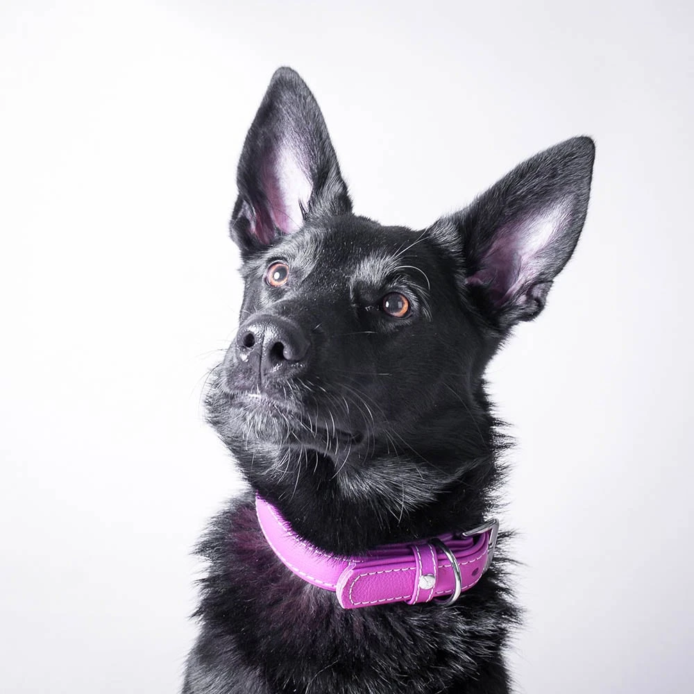 Das Lederband Barcelona Halsband Rose-Violet – Bild 5